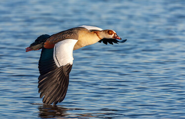 Wall Mural - egyptian goose, alopochen aegyptiaca