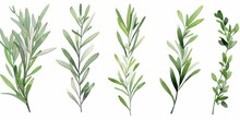 Set Of Watercolor Green Leaves Rosemary. Collection Botanical Isolated On White Background Suitable For Wedding Invitation, Save The Date, Thank You Or Greeting Card, Generative AI