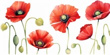 Watercolor Poppy Flowers. Red Poppies. Hand Painted Floral Illustration, Generative AI