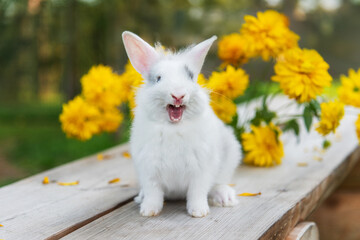 Sticker - Funny yawning rabbit outdoors in summer