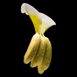 Orchidea banana