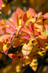Wall Mural - corylopsis pauciflora a deciduous shrub plant with red leaves colour during the autumn fall, stock p