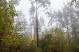 Fototapeta Las - Fragment of autumn birch and pine forest in foggy morning