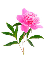 Wall Mural - Beautiful peony flower.