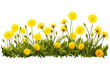Green grass and yellow flowers of dandelion isolated on transparent background