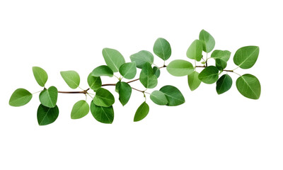 Wall Mural - Twigs with small green leaves on transparent background