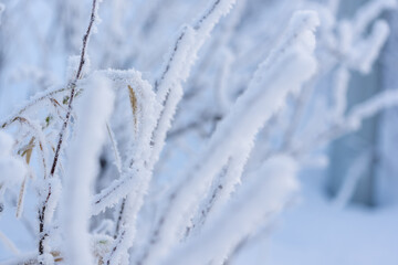 Closeup photo of dry grass on a field covered with hoarfrost after cold night