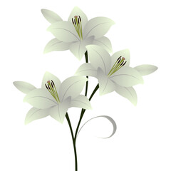 Wall Mural - Bouquet of fresh lily flowers on a white background.