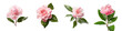 Set  of a pink camellia flower's blooming sequence isolated on transparent background