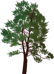 Wall Mural - isolated on white pine large green tree
