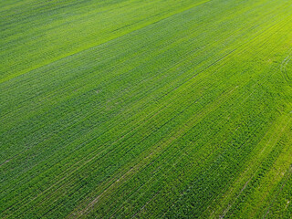 Wall Mural - Green agricultural field, aerial view. Farmland landscape. Background.
