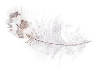 Sticker - feather with dark and light brown stripes