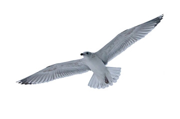 Sticker - young European herring gull in free flight on white