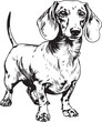 illustration of a dachshund dog