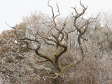 Fototapeta Uliczki - Frozen and foggy woodland image