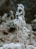 Fototapeta Uliczki - Frozen and foggy woodland image