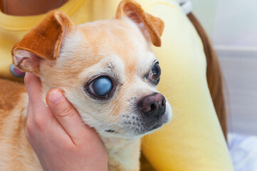 An old chihuahua dog with cataracts in its eyes.