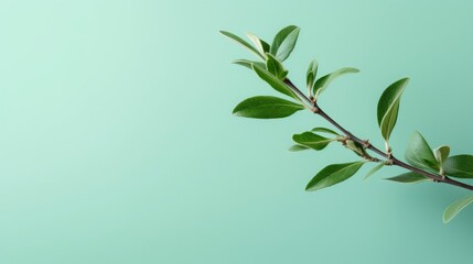 tea tree branch on mint background.