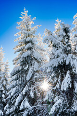 Wall Mural - wintery landscape with rime on the trees with dark blue sky in background.