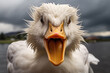 Aggressive duck attacks. Close up portrait shot of angry goose with open beak