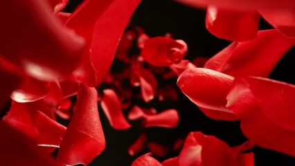 Poster - Super Slow Motion of Falling Rose Petals on Black Background. Camera Placed on High Speed Cine bot, Rotating Around. Filmed on High Speed Cinema Camera, 1000 fps.