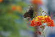 mariposa butterfly cuba