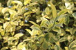 Selective focus shot of Golden Privet leaves