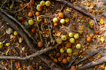 Wall Mural - Fallen apples are fresh and rotten on the soil on the roots of trees, top view