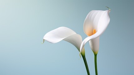  two white calla lilies in a vase against a blue and light blue background, with a single flower in the center of the vase, and a single flower in the foreground.