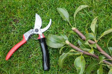 Sticker - Manual secateur on a lawn with cutted twigs, branches of a tree. The concept of pruning trees in spring and autumn. Metal pruner for cutting trees and bushes with plastic handles.