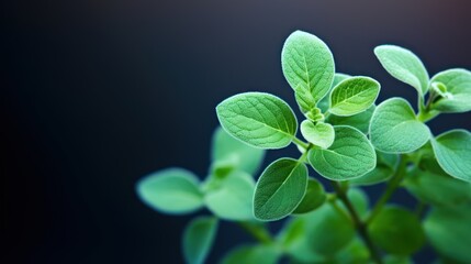 Poster -  a close up of a green plant with leaves on it's stems, with a blurry background of the leaves and the stems of the plant in the foreground.