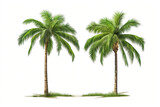 Fototapeta Desenie - palm trees, two isolated on a white background