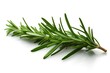 A single sprig of rosemary placed on a clean white surface. Perfect for adding a touch of freshness and flavor to culinary or herbal-themed designs