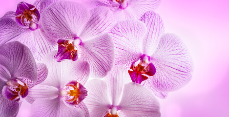 Canvas Print - the background from pink orchid