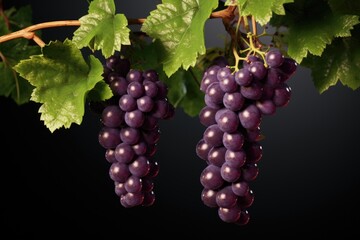 Poster - A bunch of grapes hanging from a vine. Suitable for various food and agriculture-related projects