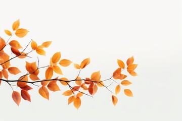 Poster - Branch with orange leaves against a white sky. Suitable for autumn-themed designs and nature concepts