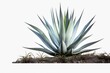 A blue agave plant standing alone in the middle of the ground. Can be used to depict desert landscapes or plant growth