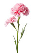 a pink/red carnation flower, side view, in a PNG, Mother's floral-themed, isolated, and transparent photorealistic illustration. Generative ai