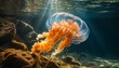 Magnificent and enchanting giant bell jellyfish gliding gracefully in crystal clear water