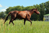 Fototapeta Konie - Beautiful bay horse running on the field