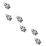 Track of wolf, fox, dog. Animal footprint. Gray paw print. Hand drawn watercolor illustration isolated on white background. For printing postcards, textile, clothes, fabrics