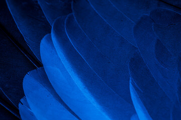blue feather pigeon macro photo. texture or background