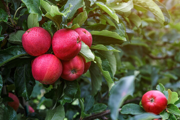 Wall Mural - Red apples on a tree.Ripe Apples in the Apple Orchard before Harvesting. Apple orchard. Basket of Apples.Morning shot