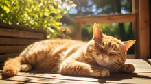 An Orange Tabby Cat Lounging In A Sunny Spot On A Rustic Wooden Porch.