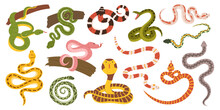 Mesmerizing Collection Of Snakes, Showcasing A Kaleidoscope Of Colors And Patterns. From Slithering Cobras To Pythons