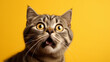Lustiges Bild einer Katze mit erschrecktem Blick auf gelbem Hintergrund.