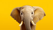 Ein Elefant von vorne auf gelbem Hintergrund.