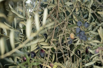 Wall Mural - Olive tree with green ripe olives in an olive garden. Green olive tree lit by the rays of the sun.