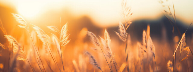 Sticker - golden wheat field at sunset