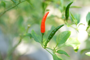 Poster - Fresh, pesticide-free chilies on the plant in the garden